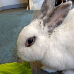 【お題日記】こんな珍しい動物飼ってます