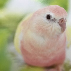 【お題日記】恋人が毎日求めてきたらどうする？