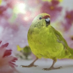 【お題日記】あなたにとって何が癒し？