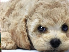 【お題日記】Hの後眠くなる？