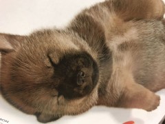 【お題日記】イヌ派？ネコ派？それとも？