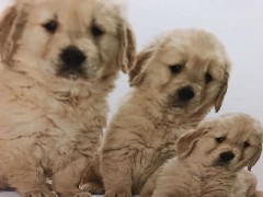 【お題日記】自分は内向的？外向的？