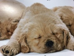 【お題日記】Hの時、手を繋ぎたい？