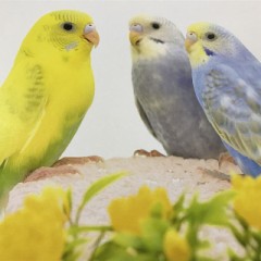 【お題日記】異性にしてもらいたいコスプレ