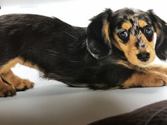 【お題日記】サングラス使ってる？