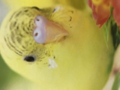 【お題日記】部活動やってた？