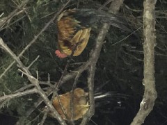 【お題日記】2019年新年のご挨拶