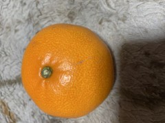 【お題日記】一緒に寝てみたい動物