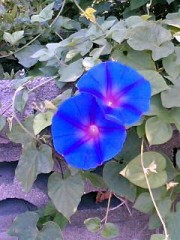 海草.豆.貝食べてますか?