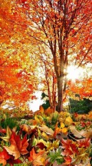 チャレンジしたい「お一人様」は？