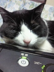 犬派か猫派か
