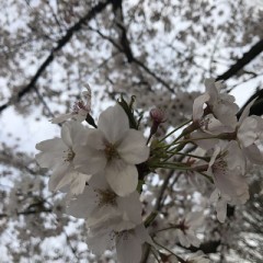 【お題日記】お花見で何かエロいこと連想してみて