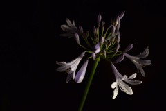 【お題日記】あなたの美学ってなに？