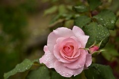 【お題日記】性に目覚めた年齢