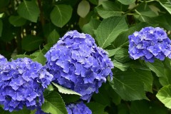 【お題日記】あなたの好きなハンバーガー