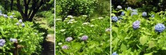 【お題日記】紫陽花がきれいに見れるスポット