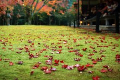 【お題日記】あなたを四文字熟語で表現してください