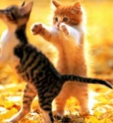 猫撮影テクニック