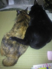 仲良いのか悪いのか