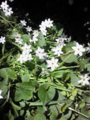 【イヌネコ性格判断】