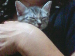 新しい家族が増えました