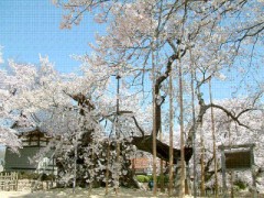 桜の季節恒例の・・・・・お騒がせ