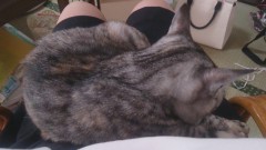 末娘（猫）のmomoに癒されてます