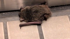 【お題日記】自分だけ起こる謎な現象