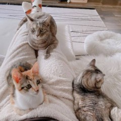 【お題日記】寝相はいい？悪い？