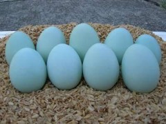 【お題日記】最強のご飯のお供は？