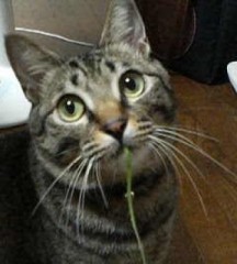 【お題日記】野良猫や野良犬見かける？