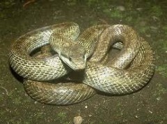 【お題日記】蛇好き？