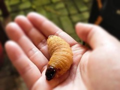 【お題日記】大人になっても食べられない物