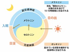 【お題日記】朝派？夜派？その理由は？