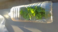 仕事でハーブを育ています。