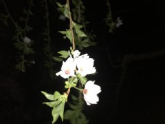 【お題日記】一週間の中で好きな曜日は？