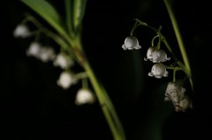 【お題日記】気持ちよくしたい？されたい？