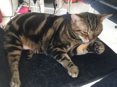 【お題日記】今でも信じられないこと