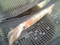 イカガなものか