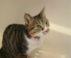 猫の円形脱毛症？