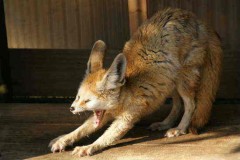 【お題日記】朝起きたら一番最初にする事