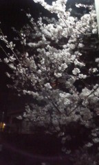 夜桜