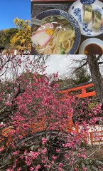 光琳の梅と出町柳商店街