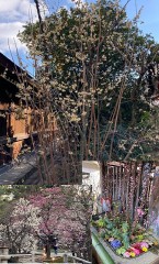 一昨日の北野天満宮