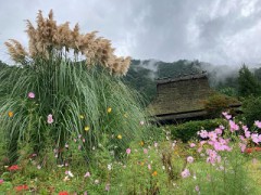 茅葺きの里は花の里