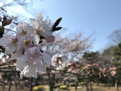 【お題日記】春と聞くと何を思い浮かべますか？