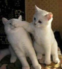 【お題日記】昭和を感じる物・場所・出来事