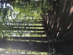 【お題日記】思い出の一曲