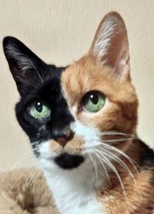 【お題日記】こんな珍しいペット飼ってます