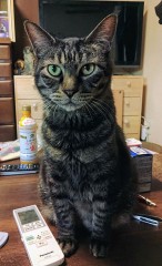 【お題日記】体の相性と顔のタイプどっちが大事？